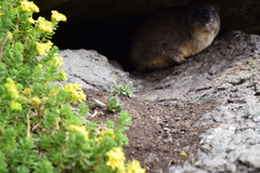 Procavia capensis johnstoni