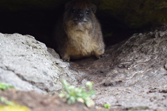 Procavia capensis johnstoni
