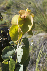 Hakea conchifolia