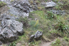 Aciphylla squarrosa squarrosa