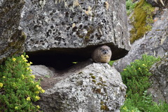 Procavia capensis johnstoni