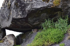 Procavia capensis johnstoni