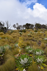 Dendrosenecio keniensis