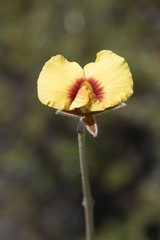 Isotropis cuneifolia