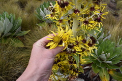 Dendrosenecio keniensis