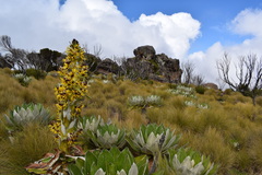 Dendrosenecio keniensis