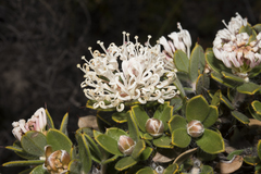 Hakea ruscifolia