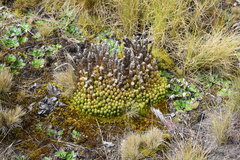 Phlegmariurus saururus