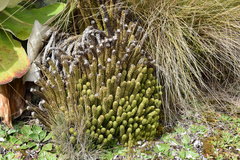 Phlegmariurus saururus