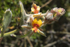 Jacksonia floribunda