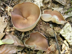 Malvipezia howsei