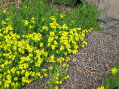 Sedum ruwenzoriense
