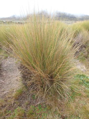 Festuca pilgeri