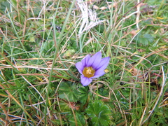Romulea congoensis