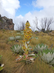 Dendrosenecio keniensis