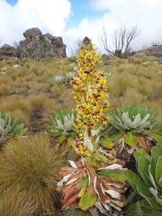 Dendrosenecio keniensis