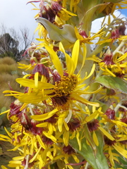 Dendrosenecio keniensis