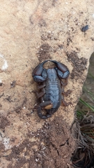 Opisthacanthus validus