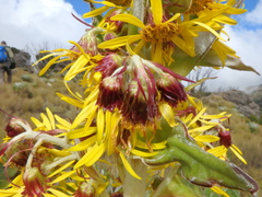 Dendrosenecio keniensis