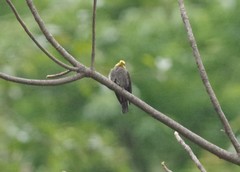 Indicator xanthonotus