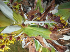 Dendrosenecio keniensis
