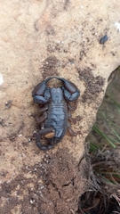 Opisthacanthus validus