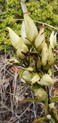 Gentianella corymbifera