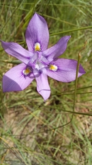 Moraea inclinata
