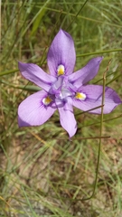 Moraea inclinata
