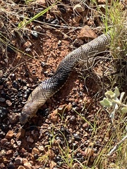 Pseudonaja aspidorhyncha