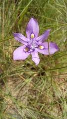 Moraea inclinata