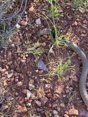Pseudonaja aspidorhyncha