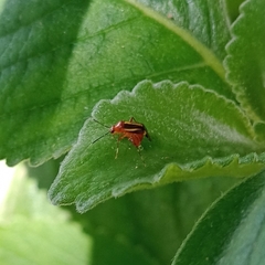 Horciasinus signoreti