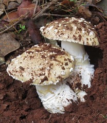 Amanita gioiosa