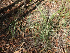 Eucalyptus exserta