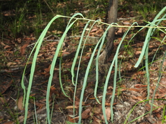 Eucalyptus exserta