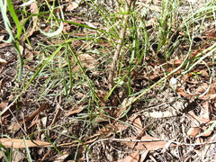 Eucalyptus exserta