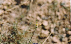 Odontites longiflorus