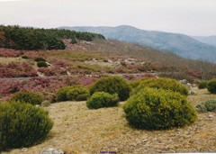 Erica australis aragonensis