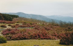 Erica australis aragonensis