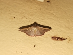 Banisia