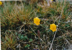 Viola langeana
