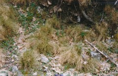 Festuca elegans