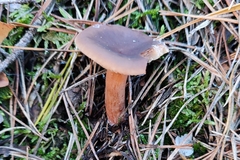 Lactarius hepaticus