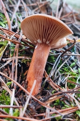 Lactarius hepaticus