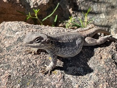 Ctenophorus modestus