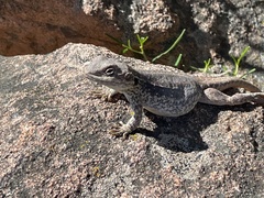 Ctenophorus modestus