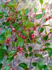 Leptolaena pauciflora
