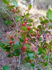 Leptolaena pauciflora