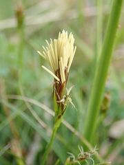 Carex humilis